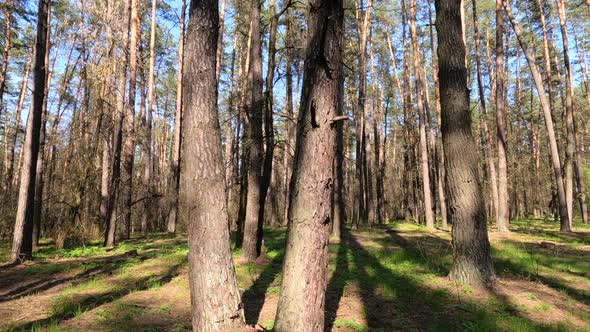 Walking Through the Forest with Pine Trees During the Day POV Slow Motion