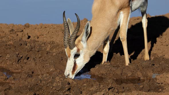 Springbok Antelope Drinking At A Waterhole