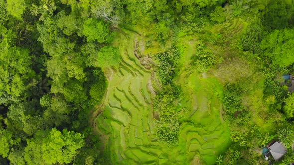 Aerial View Rice Terraces in Bali Indonesia