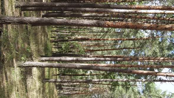 Vertical Video of a Wild Pine Forest Slow Motion