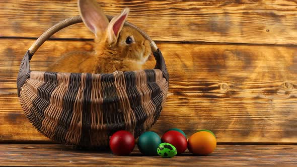 Little Brown Fluffy Cute Rabbit Sits in a Wicker Basket with Multicolored Assorted Easter Eggs