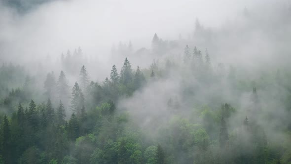 Foggy forest in the mountains. Landscape with trees and mist. Landscape after rain.