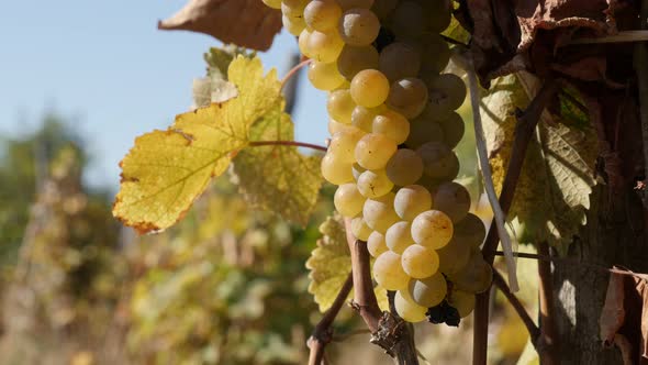 Healthy white clusters of  Vitis vinifera fruit close-up 4K footage