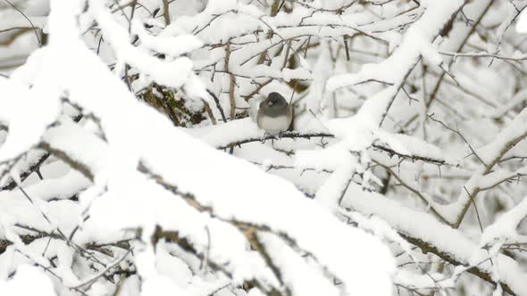 White-winged Junco Looking Around While Sitting On Branch Of Tree Covered With Snow Then Fly Away In