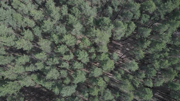 Green Pine Forest By Day Aerial View