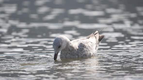 Gray female seagull floating in calm water ripple drinking saltwater - static
