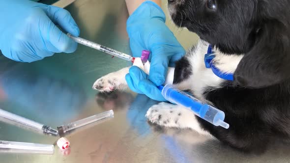 The Veterinarian Treats a Small Puppy He Gives an Injection to the Dog