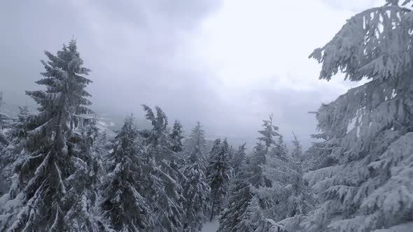 Aerial View of a Fabulous Winter Mountain Landscape Close to Tree Branches