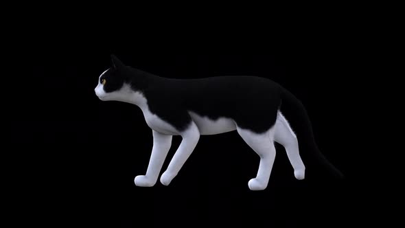 Black and White Cat Walk Side View