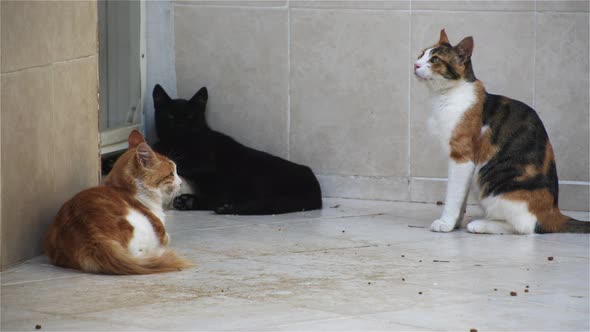 Street Cats Waiting At The Door Of A House To Feed