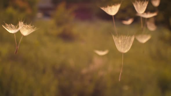 Dandelion Seeds in the Air