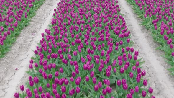 Rows of Purple Tulips in full bloom, Aerial view.