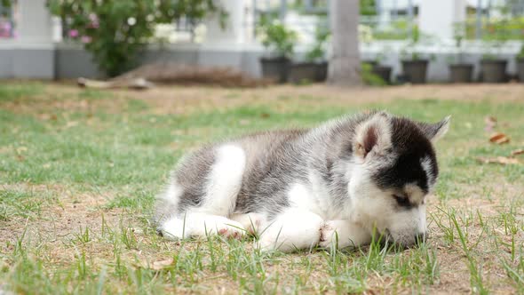 Cute Siberian Husky Puppy Lying On Grass