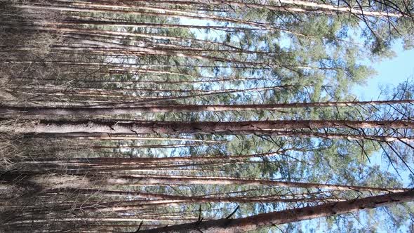 Vertical Video of Trees in a Pine Forest Slow Motion