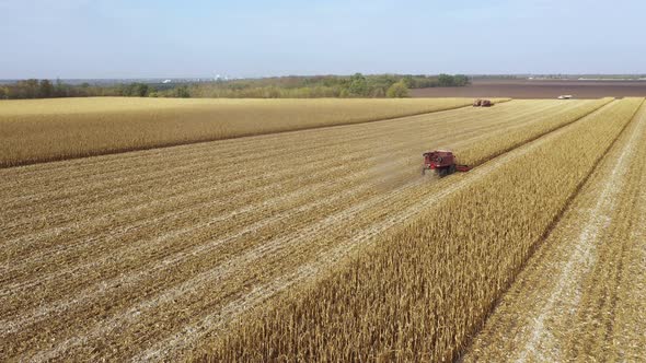 Combine Harvesting Corn on the Field