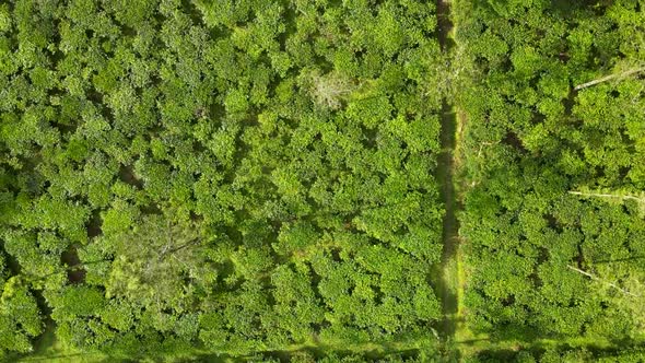 Aerial top view abstract texture of tea plantation on Java Island, Indonesia