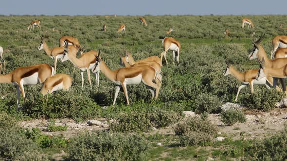 Springbok Antelope Herd - Etosha National Park