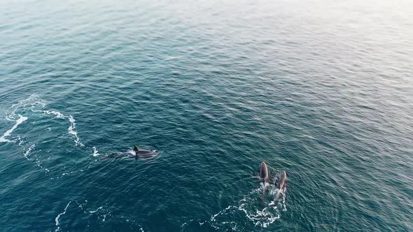 Orca Family Swim and Play Baby in Dark Pacific Waters