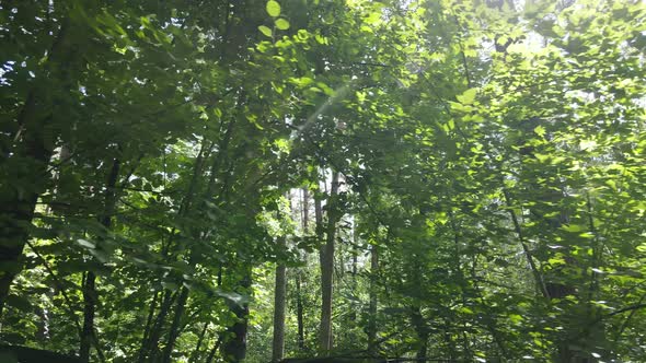 Forest with Trees on a Summer Day Slow Motion