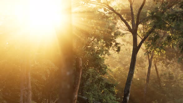 Rays of Bursting Sunlight in a Misty Forest