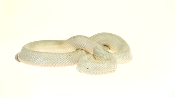 Texas Rat Snake Isolated on a White Background in Studio