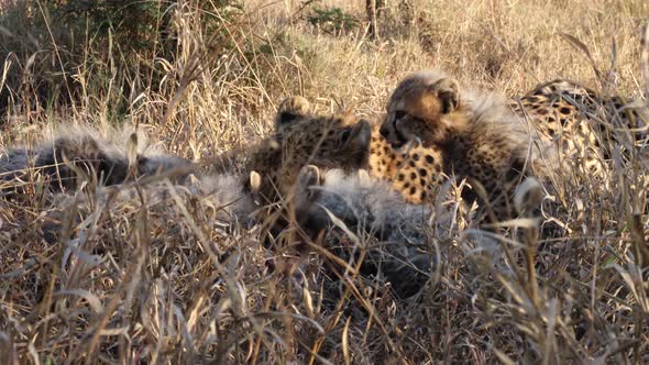 Four fluffy cheetah cubs join mom feeding on antelope carcass in grass