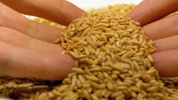 Human Hand Taking Pinch of Oat Seeds