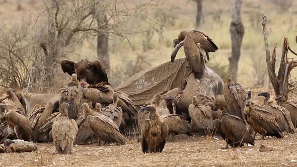 Scavenging White-Backed Vultures 