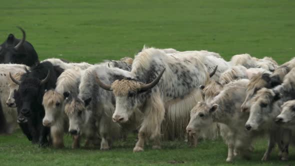 Herd of Long-Haired Yak Flock in Asian Meadow