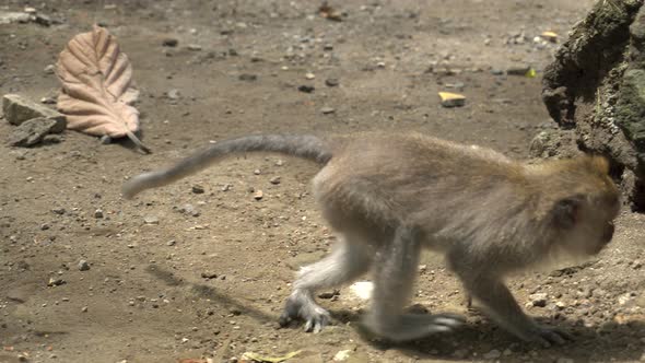 Macaque Resting in a Park