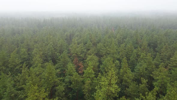 Forest in Fog in Rainy Autumn Weather. Ukraine. Aerial View, Slow Motion