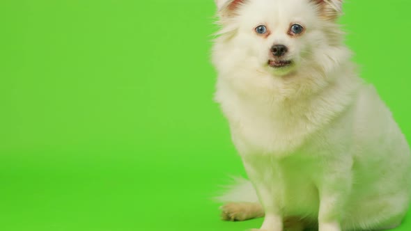 Fluffy White Dog with Blue Eyes on Green Background