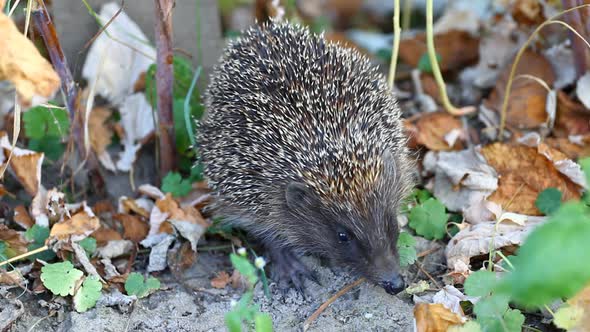 Hedgehog In Autumn