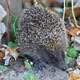 Hedgehog In Autumn - VideoHive Item for Sale