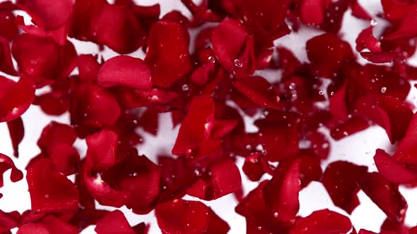 Super Slow Motion Shot of Flying Red Rose Petals Towards Camera on White Background at 1000 Fps