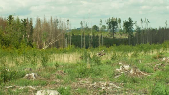 Spruce Bark Beetle Pest Ips Typographus, Spruce Forests Infested Drought, Attacked By the European