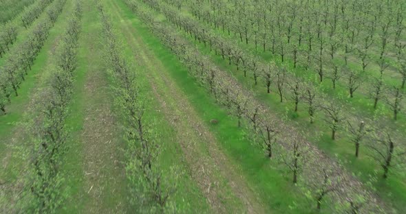Aerial view of apple plantation. Flying over apple fruit trees.