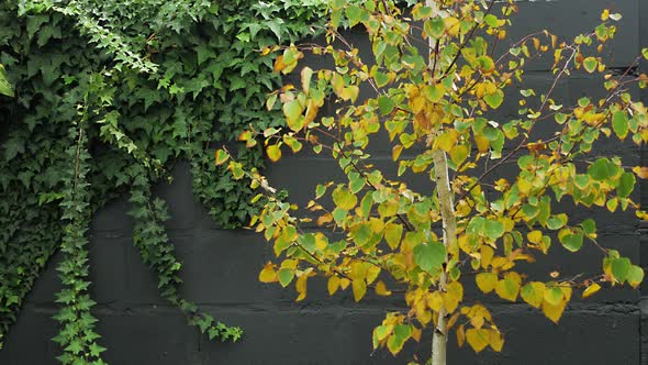 Leaves of paper birch tree in fall colours rustling in wind standing out vividly against black wall