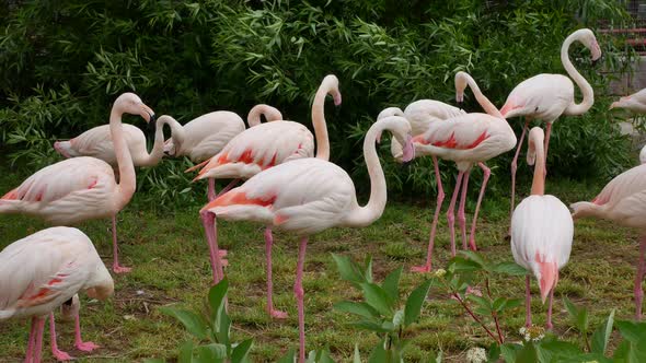 A Flock Of Flamingos Cleans Feathers On A Background Of Green Foliage.