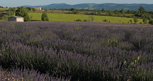 Field of lavenders,Ferrassieres, Provence, France