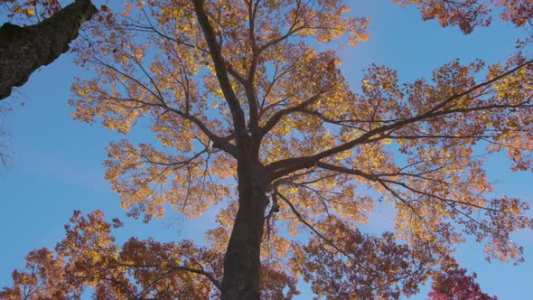 Autumn Leaves Swinging On A Tree In Forest. Fall. Beautiful Yellow Gold Autumn Tree