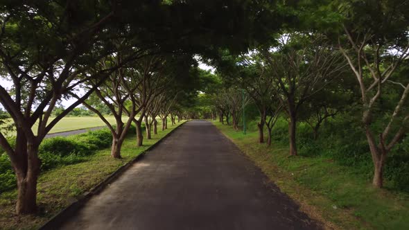 Beautiful Trees Alley Along the Road