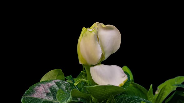 Timelapse of Beautiful White Gardenia Jasmine Flower Blooming on Black Background