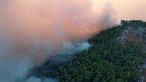 Forest Fire Burning Trees