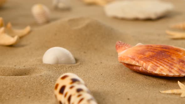 Shells on the Beach, Rotation, Closeup