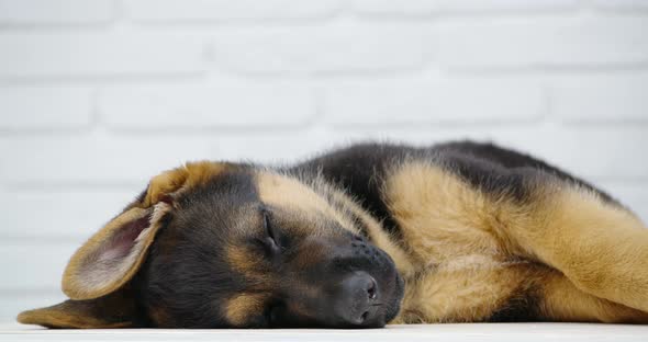 Cute German Shepherd Puppy Sleeping on Floor