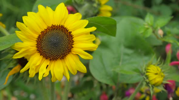 Decorative Sunflower In The Garden 