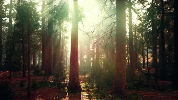 Old Forest Mariposa Grove in Yosemite National Park of California