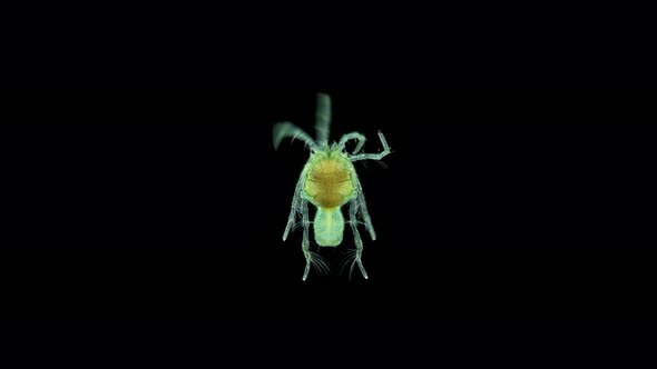 Water mite Hydrachnidia, genus Arrenurus sp. under the microscope, Order Trombidiformes