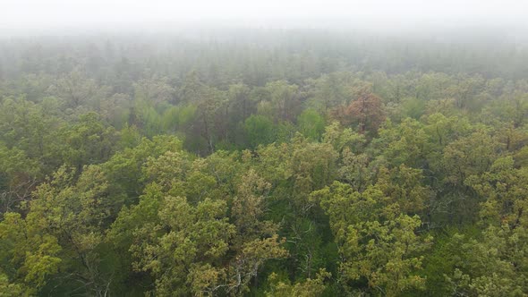 Fog in the Forest Aerial View